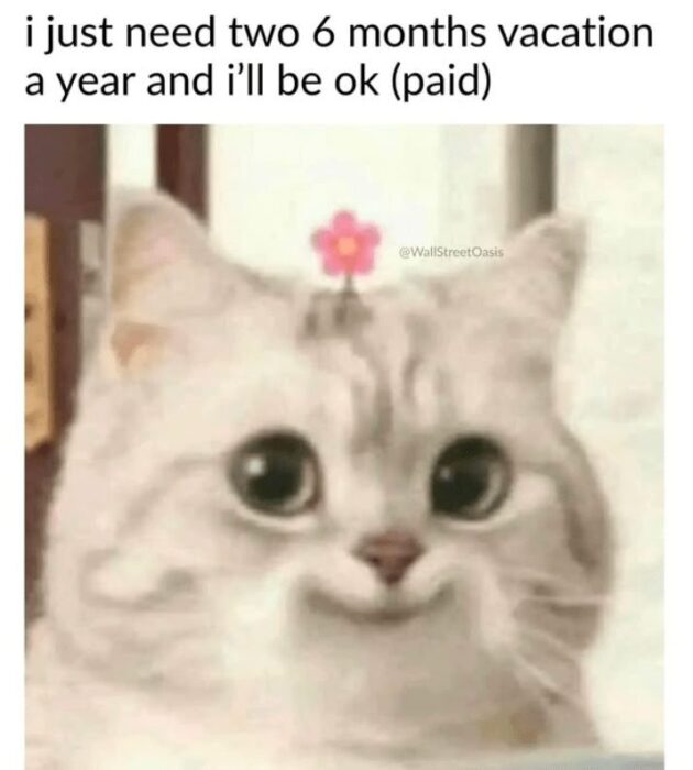 Cute gray fluffy cat with pink flower and humorous caption about wanting two six-month vacations.