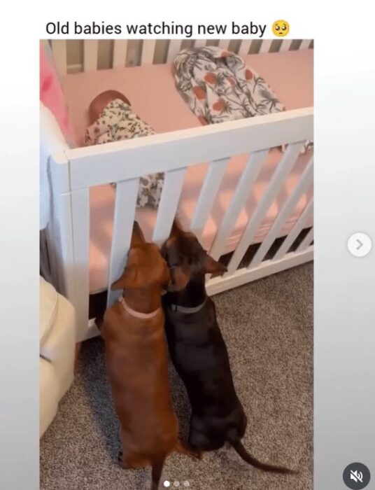 Dachshunds watch over adorable sleeping baby in nursery crib.
