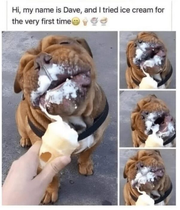 Adorable Shar Pei dog Dave enjoying his first messy ice cream treat with joyful expressions.