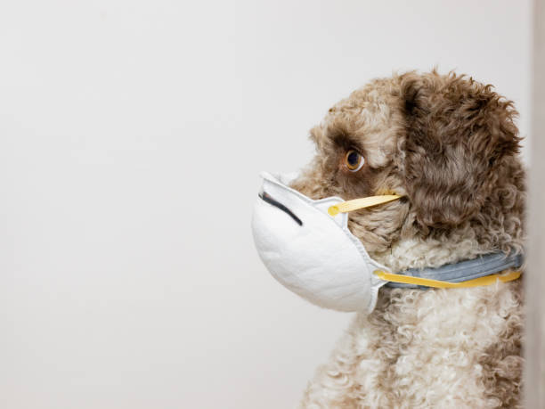 Cute curly-haired dog wearing a face mask, symbolizing health, safety, and adaptability during COVID-19.