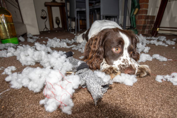 Brown and white dog with chewed toy and stuffing mess in cozy home living room.