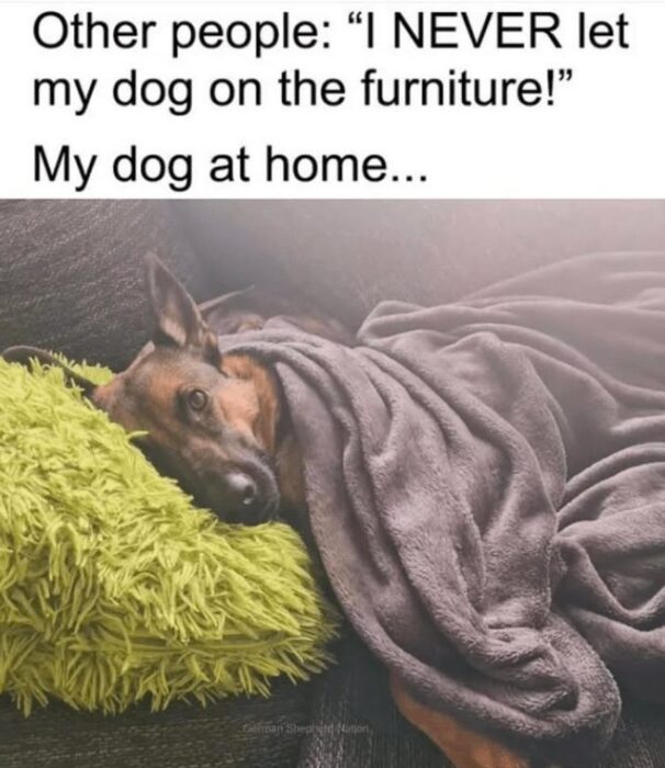 Cute dog cuddling on couch challenges furniture rules, showcasing pet owner love and cozy home life.