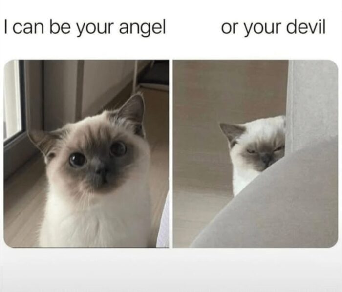 Funny cat split image showcasing its angelic and devilish expressions.