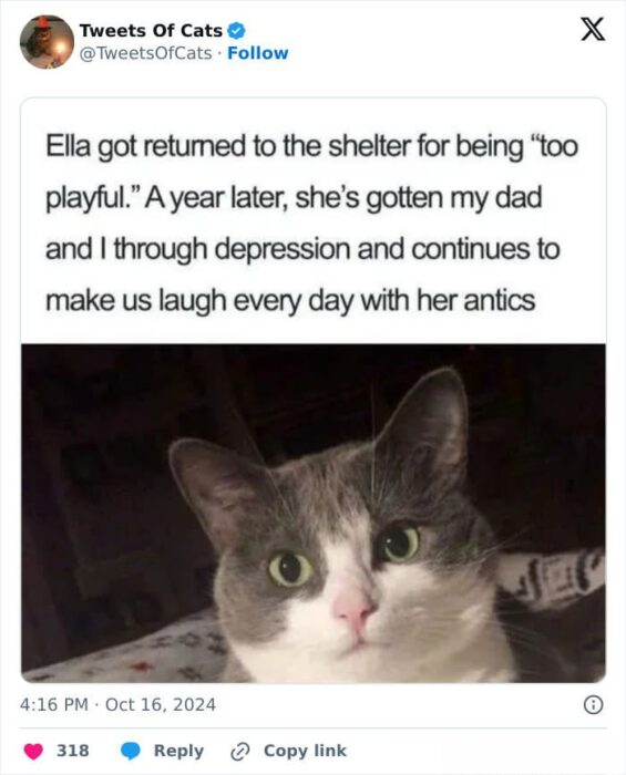 Happy playful cat Ella brings joy and comfort to her family after rescue and second chances.