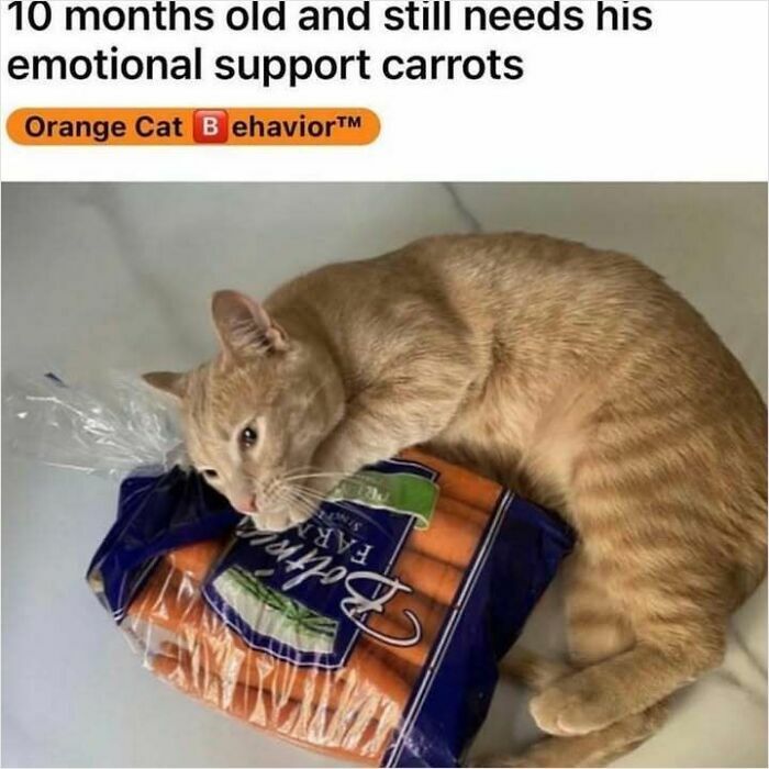 Cute orange cat resting on a colorful bag of fresh farm carrots.