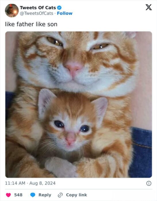 Adorable ginger tabby father and kitten sharing a loving, bond, showcasing feline family affection.
