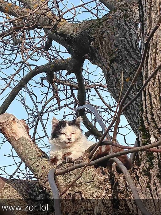 Fluffy black and white cat relaxing in tree branches on a sunny day.