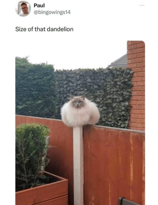 Chubby fluffy cat on garden fence resembling a giant dandelion puff.