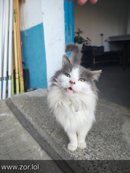 Playful white and gray cat with green eyes on stone pathway outdoors.