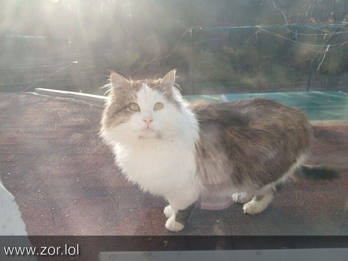 Fluffy gray and white cat relaxing on rooftop under warm sunlight with nature in background.