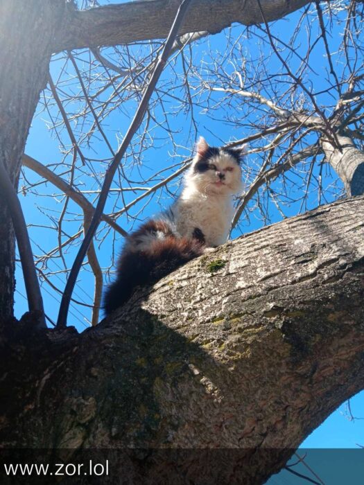 Calico cat perched on tree branch under bright blue sky in sunlight.