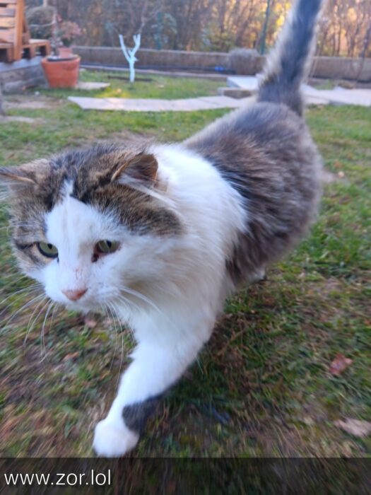 Playful gray and white cat exploring lush garden with stones, flowers, and sunny trees.