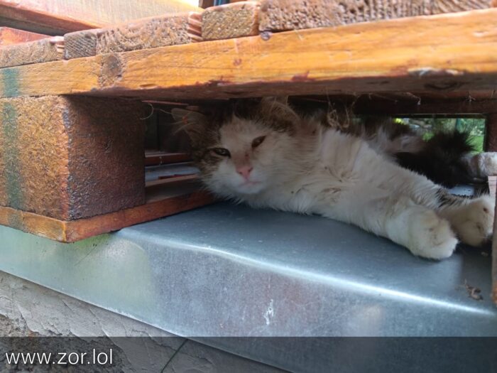 Fluffy gray and white cat resting under wooden pallets outdoors surrounded by greenery.