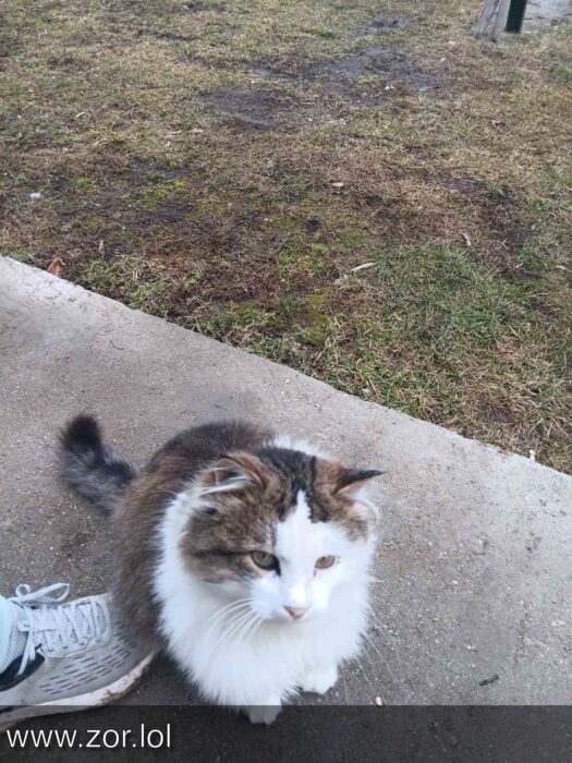 Fluffy outdoor cat sitting near sneaker on concrete and grass in a park-like setting.