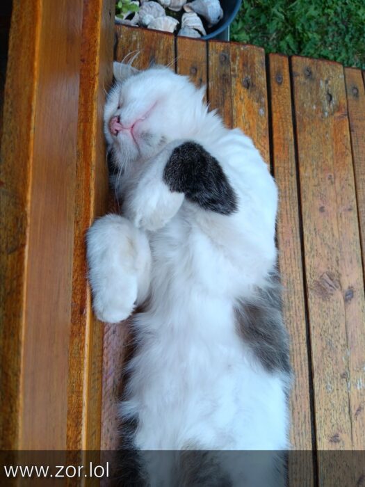 Relaxing white and gray cat sleeping on wooden deck in a peaceful outdoor garden.