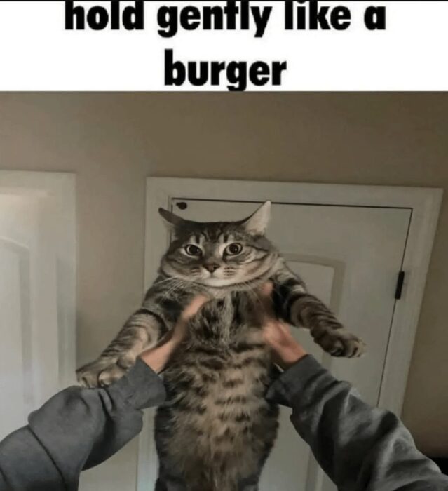 Humorous photo of a chubby gray tabby cat being gently held like a burger.