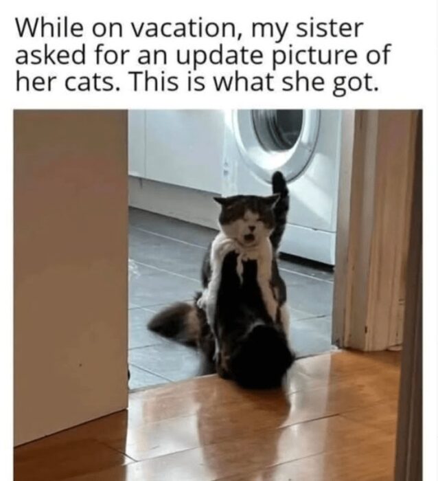 Funny cat surprise moment with playful cats near washing machine in a cozy home.