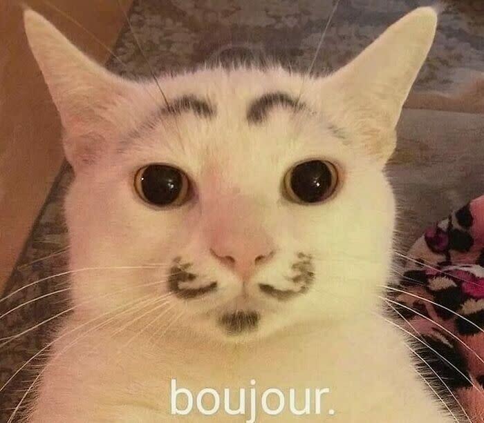 Cute fluffy white cat with humorous mustache and eyebrow markings, cozy indoor background.