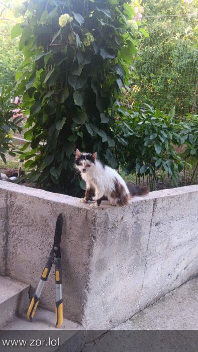 Fluffy multi-colored cat perched on concrete wall in lush garden with pruning shears and vibrant greenery.