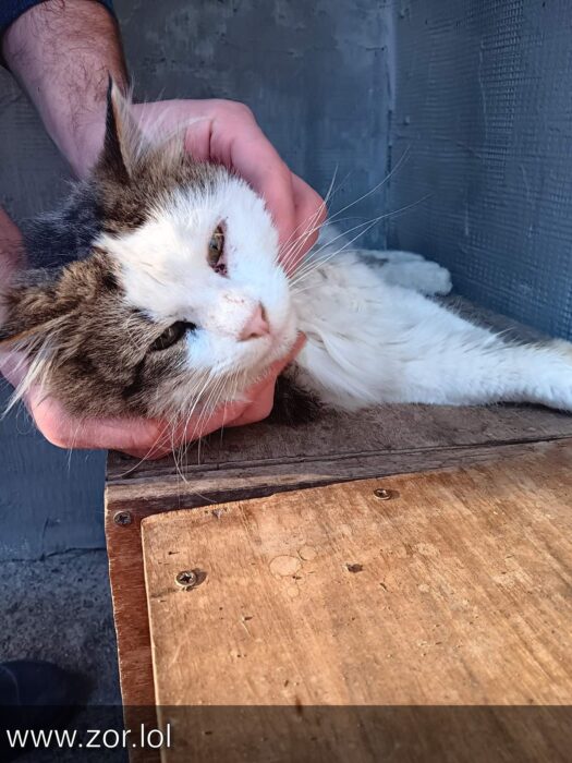 Gentle hands hold a sleepy gray and white fluffy cat on a rustic wooden table.