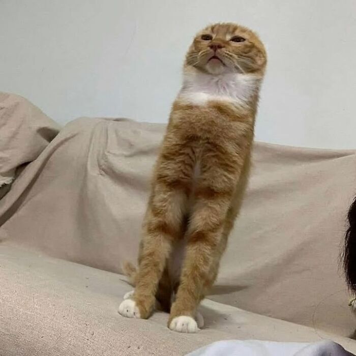 Curious ginger tabby cat standing upright on beige couch with wild striped fur.