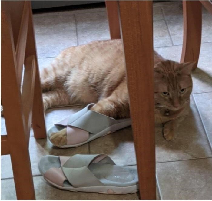 Cute orange cat relaxing on tiled floor near pink-strapped slippers in a cozy home environment.