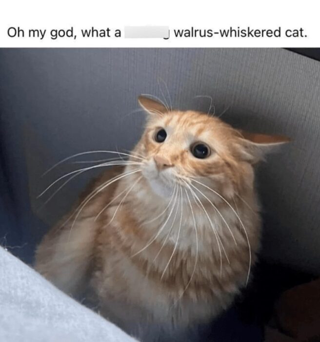 Adorable orange cat with fluffy fur, walrus-like whiskers, and surprised wide eyes.