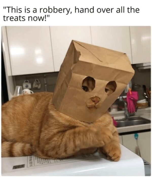 Playful orange tabby cat with paper bag disguise demanding treats in cozy kitchen setting.