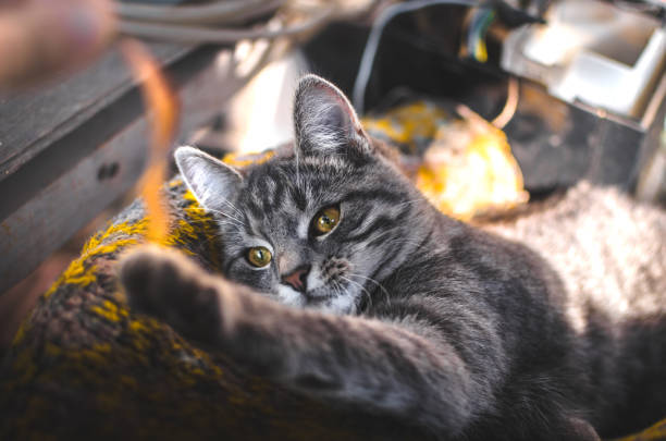 Relaxed gray cat playing gently on a cozy blanket with expressive eyes.