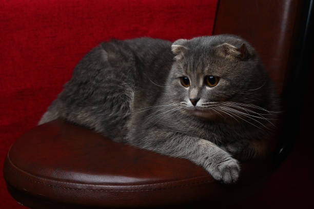 Relaxing gray cat resting on leather chair with warm red background.