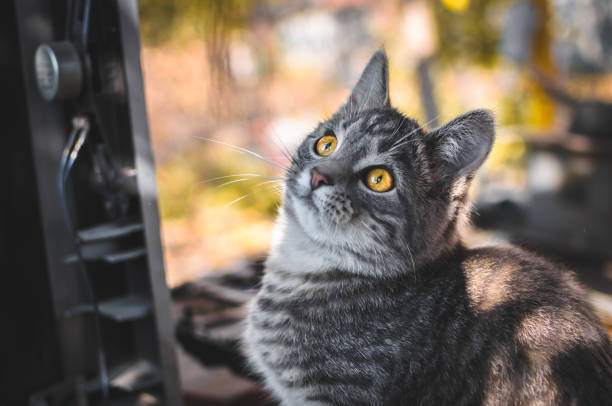 Gray tabby cat with yellow eyes exploring autumn-inspired cozy surroundings.