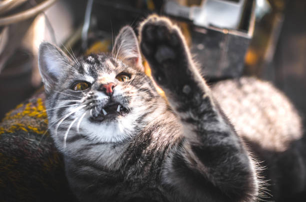 Playful gray tabby cat with raised paw and sharp teeth, showcasing curiosity and feline attitude.