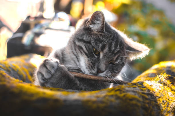 Playful gray tabby cat with stick in sunlit garden outdoors.