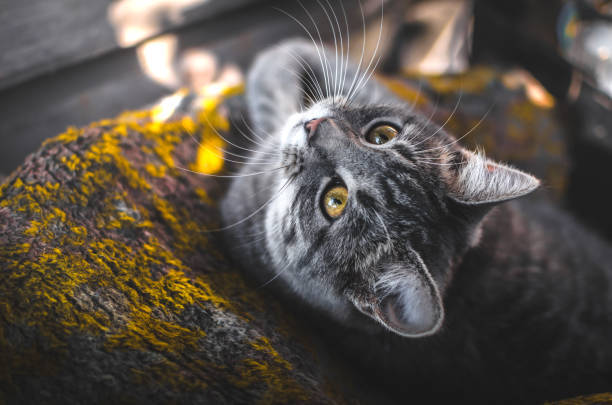 Graceful grey tabby cat relaxing outdoors with yellow eyes and warm mossy background.