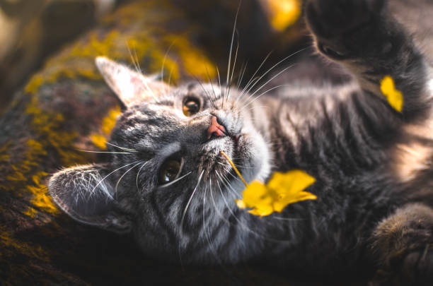 Gray tabby cat playing with yellow flower petals in sunlight on soft blanket.