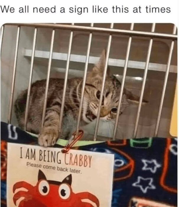 Cute grumpy tabby cat in a pet shelter holding a Im Crabby sign.