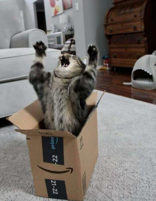 Playful tabby cat in Amazon box, excited and cheering in cozy home setting.