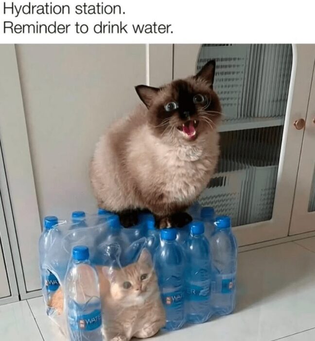 Funny cats on water bottles reminder to stay hydrated and drink water.