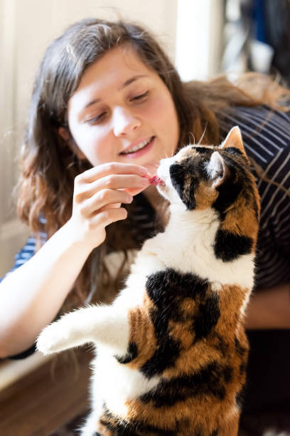 Happy woman petting colorful calico cat in cozy home setting.