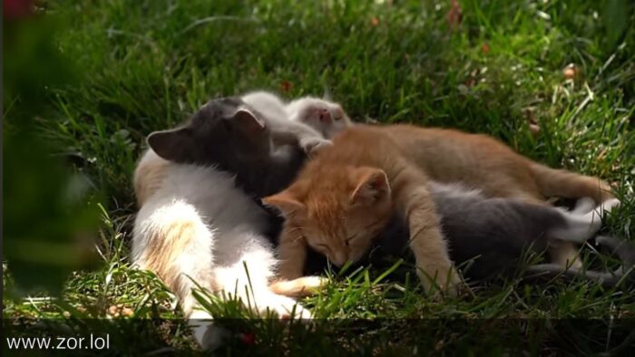 Group of cozy, sunlit cats resting peacefully on lush green grass outdoors.