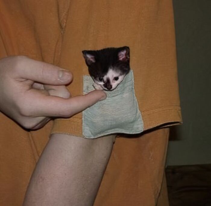 Cute black and white kitten in sleeve pocket of orange shirt with a persons finger reaching out.