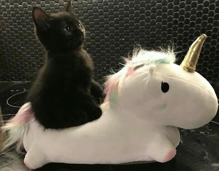 Cute black kitten sitting on a plush unicorn toy with pastel colors and a golden horn.