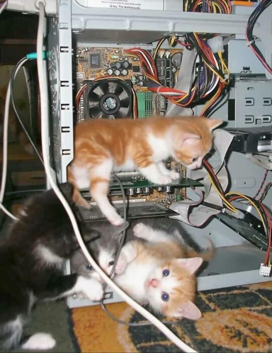 Playful kittens exploring inside an open computer tower with colorful wires and circuit boards.