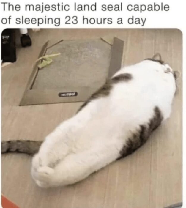 Relaxed cat resembles a land seal, peacefully sleeping on the floor at home.