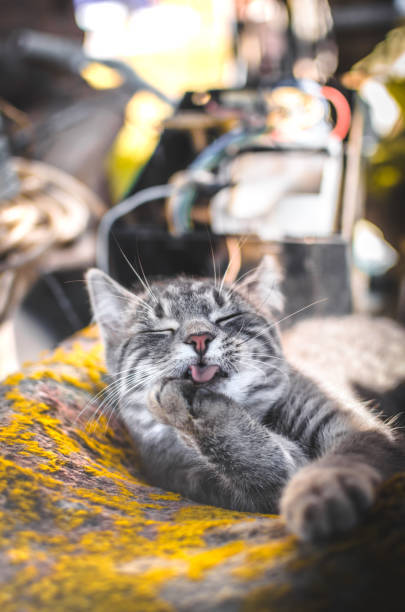 Relaxed gray tabby cat grooming itself in sunny workshop with wires and mechanical tools.