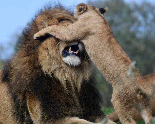 Playful lion cub cuddling with protective adult lion in a peaceful African savanna.
