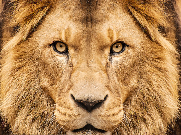 Close-up of majestic lions face with amber eyes and flowing golden mane.