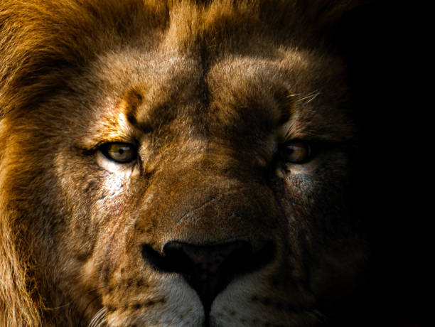 Close-up of a majestic lions face showcasing its intense amber eyes and powerful mane.