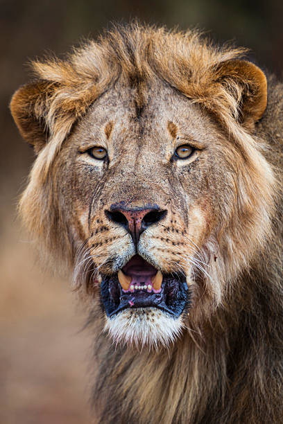 Close-up of a powerful majestic lion with a golden mane and intense amber eyes.