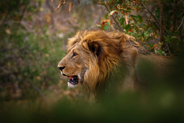 Majestic lion in natural habitat with a golden mane and intense, alert gaze.